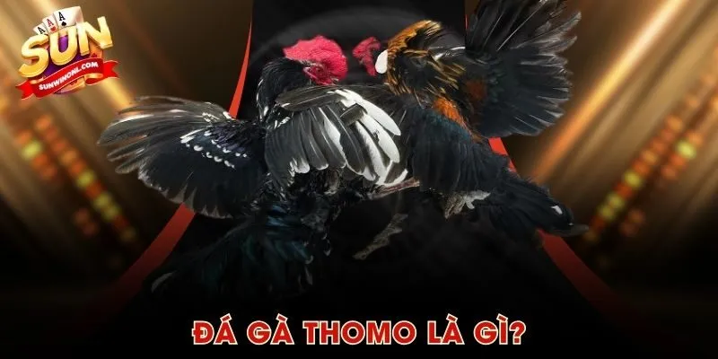 Đá gà Thomo là gì?