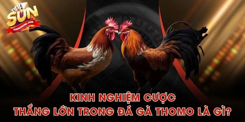 Kinh nghiệm cược thắng lớn trong đá gà Thomo là gì?