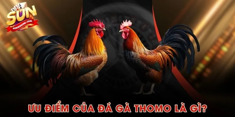 Ưu điểm của đá gà Thomo là gì?